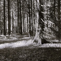 У Чорнобильському ліісі...