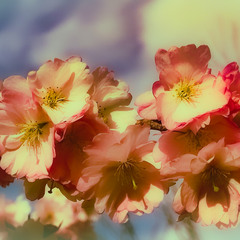 Нарешті і у нашому садочку Сакура розквітла...