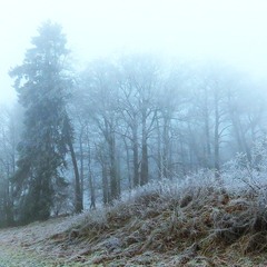 Ой на горі ялинка...