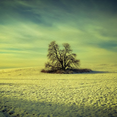 Перший сніг... Вечір...