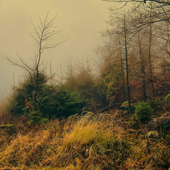 ...а за туманом нічого не видно...