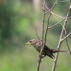 Вдале полювання