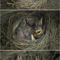 рождение птиц