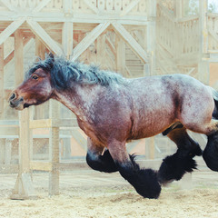 И только лошади летаю вдохновенно!)