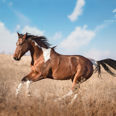 Солнечная индейская лошадка Даймонд