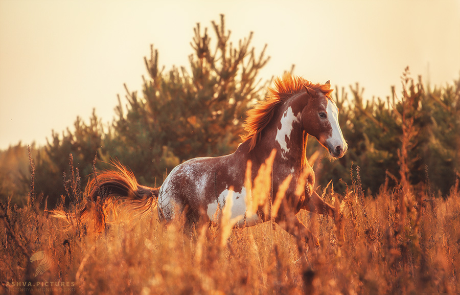 Дальше лошадка. Рыже пегая лошадь. Рыжая лошадь. Лошади осенью. Конь рыжий.