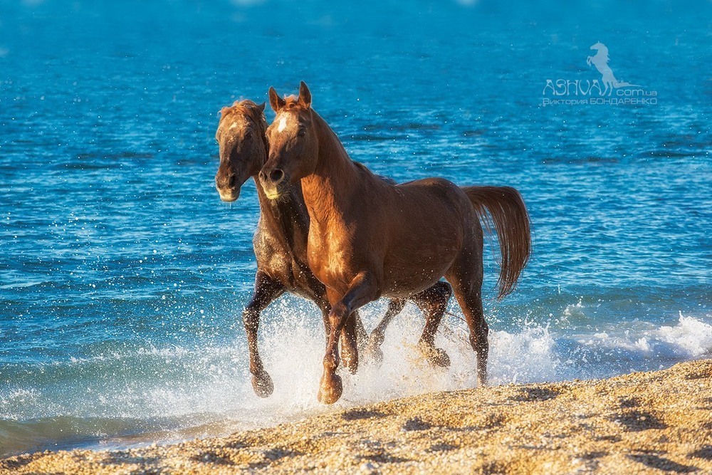 Фото лошади на море