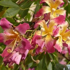 цветы древа c шипами  " Хоризия - Чорисия - Хорисия "
