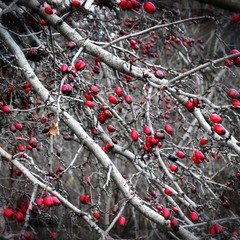 Зима.Кизиловое дерево