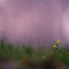 Весна.Любовь.Двое в тумане.