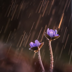 Весной дождь пахнет надеждой
