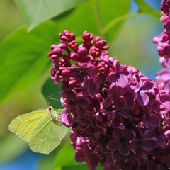 Метелик насолоджується бузковим ароматом.