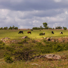 Пейзаж с коровками