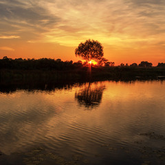 Захід сонця біля самотнього дерева