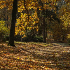 Под кронами желтых листьев