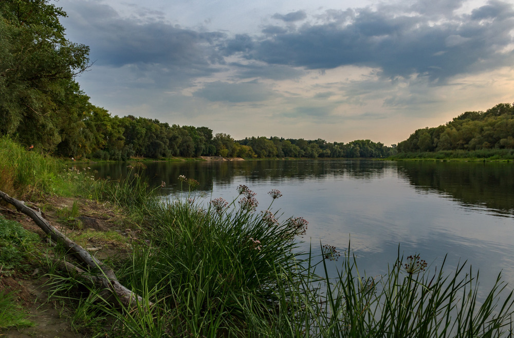 Десна фото. Десна лето река. Река Зоя. Речка Десна красивые.