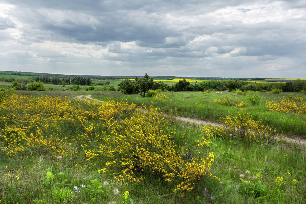 Лесостепь нижегородской области фото