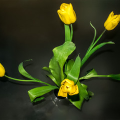 Желтые тюльпаны.