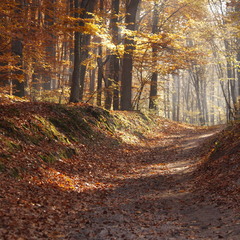 Дорога в золотую осень