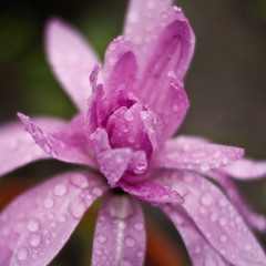 осенний весенний цветок