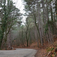 дорога в лес