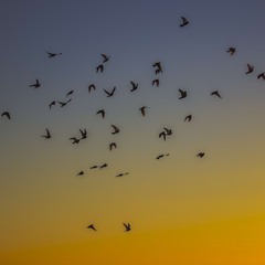 Стая голубей в закатном свете