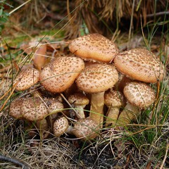 Осень пахнет грибами