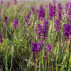 Пурпурове поле