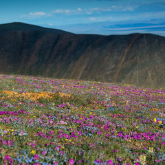 Цветущий Южный Алтай