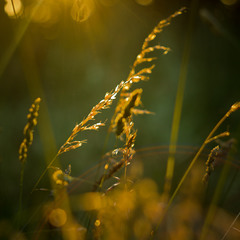 Сонце у травах...
