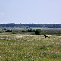 На випасі