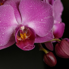 Женственность в орхидее