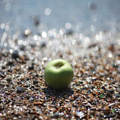 Морское яблоко
