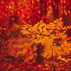 Autumn In Nikolaev