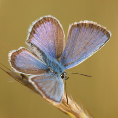 бабочка-голубянка
