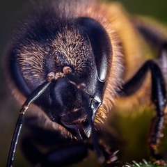 Пчела