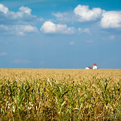Домик в кукурузном поле