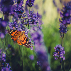 Бабочки в моем огороде)