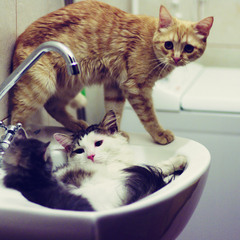 Якось в ванні зібралась вся сім'я.. )