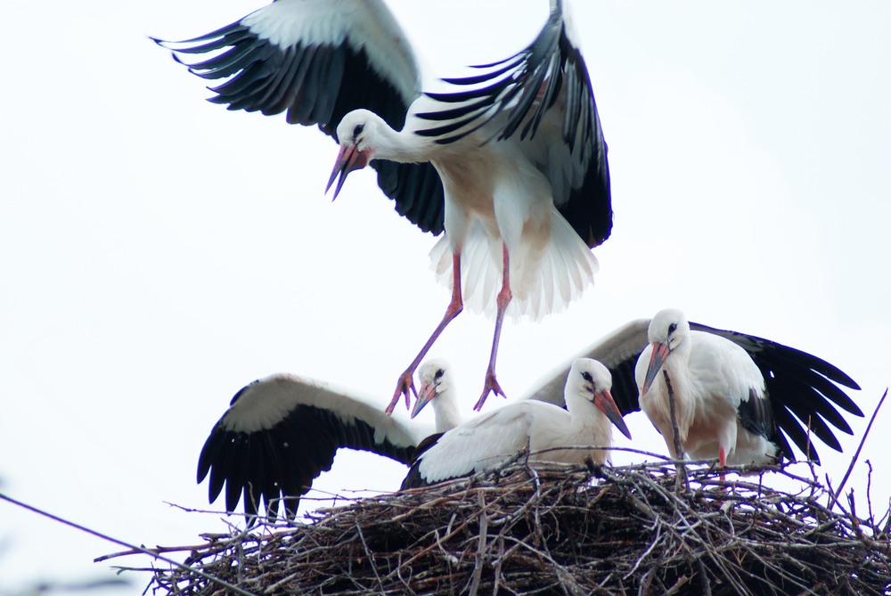 �������� ���� �� �����