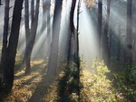 У вранiшнiх променях