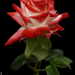 Троянда / Rose / Rosa