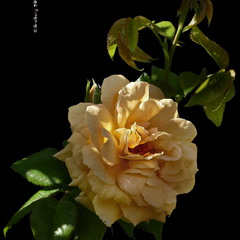 Троянда / Rose / Rosa