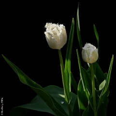Тюльпан / Tulip / Tulipa