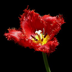 Тюльпан / Tulip / Tulipa