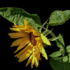 Соняшник / Sunflower / Helianthus