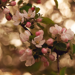 Цветки яблони