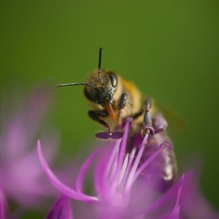 Страшный пчел 0-0