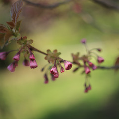Начало цветения сакуры