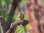 Волове очко Troglodytes troglodytes. Northern Wren.Крапивник